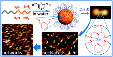 Graphical abstract: Directional supracolloidal self-assembly via dynamic covalent bonds and metal coordination