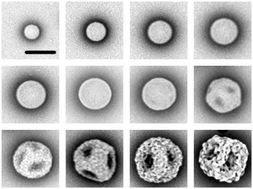 Graphical abstract: Surface morphology control of cross-linked polymer particles via dispersion polymerization