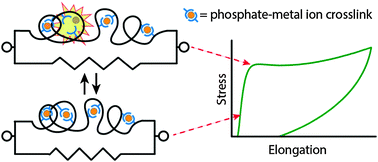 Graphical abstract: Toughened hydrogels inspired by aquatic caddisworm silk