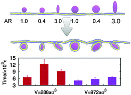 Graphical abstract: Shape-dependent internalization kinetics of nanoparticles by membranes