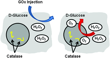 Graphical abstract: Enzymatically triggered rupture of polymersomes