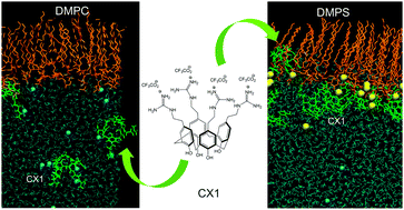 Graphical abstract: The selective interactions of cationic tetra-p-guanidinoethylcalix[4]arene with lipid membranes: theoretical and experimental model studies