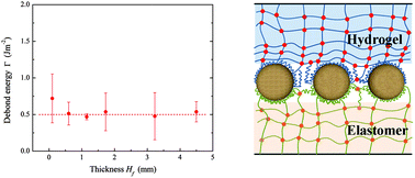 Graphical abstract: Adhesion between highly stretchable materials