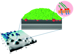Graphical abstract: “Active” drops as phantom models for living cells: a mesoscopic particle-based approach