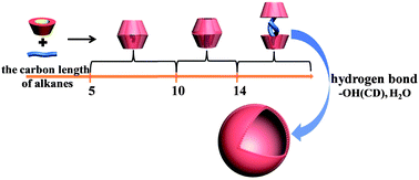 Graphical abstract: Chain length dependent alkane/β-cyclodextrin nonamphiphilic supramolecular building blocks