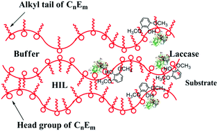 Graphical abstract: Study on the catalytic performance of laccase in the hydrophobic ionic liquid-based bicontinuous microemulsion stabilized by polyoxyethylene-type nonionic surfactants