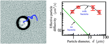 Graphical abstract: Particle diffusion in active fluids is non-monotonic in size