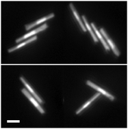 Graphical abstract: Dynamic self-assembly of microscale rotors and swimmers