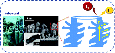 Graphical abstract: A template-free synthesis of the hierarchical hydroxymethyl PEDOT tube-coral array and its application in dye-sensitized solar cells