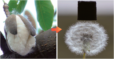 Graphical abstract: Ultralight, compressible and multifunctional carbon aerogels based on natural tubular cellulose