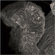 Graphical abstract: Three-dimensional interconnected Nicore–NiOshell nanowire networks for lithium microbattery architectures