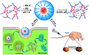 Graphical abstract: A pH-responsive natural cyclopeptide RA-V drug formulation for improved breast cancer therapy