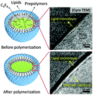 Graphical abstract: Internal polymer scaffolding in lipid-coated microbubbles for control of inertial cavitation in ultrasound theranostics