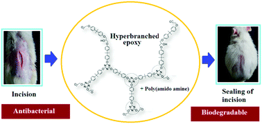 Graphical abstract: s-Triazine-based biocompatible hyperbranched epoxy adhesive with antibacterial attributes for sutureless surgical sealing