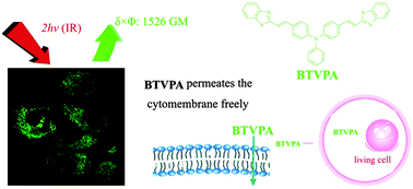 Graphical abstract: A membrane-permeable dye for living cells with large two-photon excited fluorescence action cross-sections for bioimaging