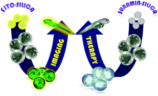 Graphical abstract: FITC/suramin harboring silica nanoformulations for cellular and embryonic imaging/anti-angiogenic theranostics