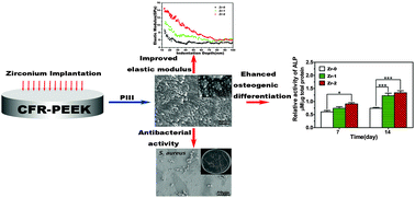 Graphical abstract: rBMSC and bacterial responses to isoelastic carbon fiber-reinforced poly(ether-ether-ketone) modified by zirconium implantation