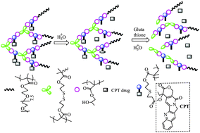 Graphical abstract: Unimolecular micelles of camptothecin-bonded hyperbranched star copolymers via β-thiopropionate linkage: synthesis and drug delivery