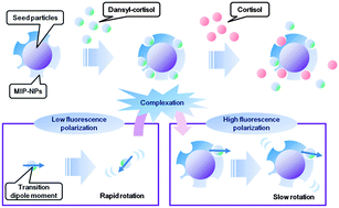 Graphical abstract: A molecularly imprinted nanocavity-based fluorescence polarization assay platform for cortisol sensing