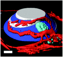 Graphical abstract: Functionalizing micro-3D-printed protein hydrogels for cell adhesion and patterning