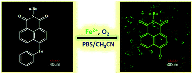 Graphical abstract: A turn-on fluorescent chemodosimeter based on detelluration for detecting ferrous iron (Fe2+) in living cells