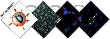 Graphical abstract: Gemcitabine and chlorotoxin conjugated iron oxide nanoparticles for glioblastoma therapy