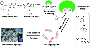 Graphical abstract: Enzyme–substrate interactions promote the self-assembly of amino acid derivatives into supramolecular hydrogels