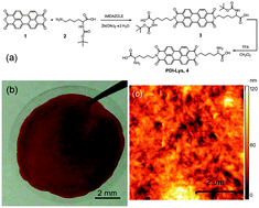 Graphical abstract: A self-assembled lysinated perylene diimide film as a multifunctional material for neural interfacing