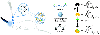 Graphical abstract: An in situ phototriggered-imine-crosslink composite hydrogel for bone defect repair