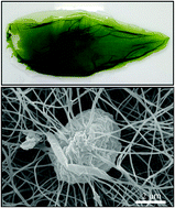 Graphical abstract: Fabrication of living soft matter by symbiotic growth of unicellular microorganisms