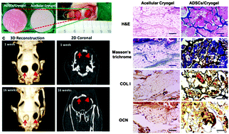 Graphical abstract: Investigation of synergistic effects of inductive and conductive factors in gelatin-based cryogels for bone tissue engineering