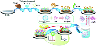 Graphical abstract: In situ generation of electron acceptor to amplify the photoelectrochemical signal from poly(dopamine)-sensitized TiO2 signal crystal for immunoassay