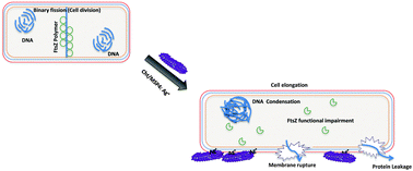 Graphical abstract: Shape engineering boosts antibacterial activity of chitosan coated mesoporous silica nanoparticle doped with silver: a mechanistic investigation