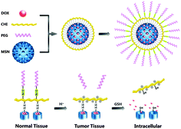 Graphical abstract: “Stealthy” chitosan/mesoporous silica nanoparticle based complex system for tumor-triggered intracellular drug release