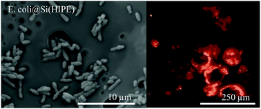 Graphical abstract: A multiscale study of bacterial proliferation modes within novel E. coli@Si(HIPE) hybrid macrocellular living foams