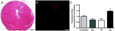 Graphical abstract: Modulating in vivo degradation rate of injectable extracellular matrix hydrogels