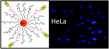 Graphical abstract: One step emission tunable synthesis of PEG coated Ag2S NIR quantum dots and the development of receptor targeted drug delivery vehicles thereof