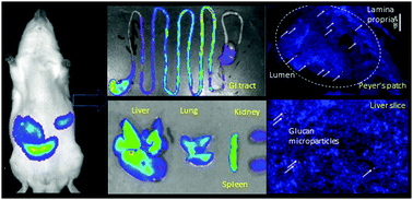 Graphical abstract: Tracking translocation of glucan microparticles targeting M cells: implications for oral drug delivery