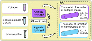 Graphical abstract: Electrical impedance spectroscopy – a potential method for the study and monitoring of a bone critical-size defect healing process treated with bone tissue engineering and regenerative medicine approaches