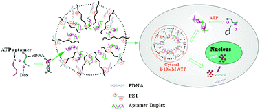 Graphical abstract: ATP triggered drug release and DNA co-delivery systems based on ATP responsive aptamers and polyethylenimine complexes
