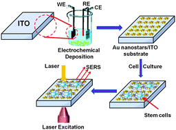 Graphical abstract: Monitoring in vitro neural stem cell differentiation based on surface-enhanced Raman spectroscopy using a gold nanostar array