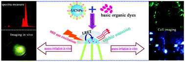 Graphical abstract: Upconversion NaLuF4 fluorescent nanoprobes for jellyfish cell imaging and irritation assessment of organic dyes