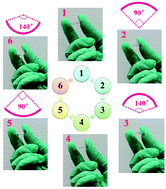Graphical abstract: Intense green-light emission from 9,10-bis (4-(1,2,2-triphenylvinyl)styryl)anthracene emitting electroluminescent devices