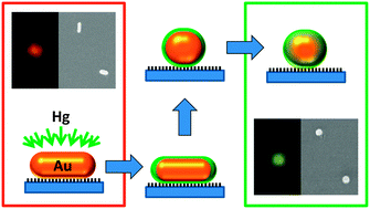 Graphical abstract: Investigation of Au–Hg amalgam formation on substrate-immobilized individual Au nanorods