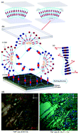 Graphical abstract: Design, synthesis and application of hydrogen bonded smectic liquid crystal matrix encapsulated ZnO nanospikes