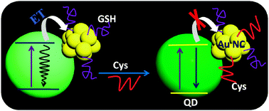 Graphical abstract: Structural evolution, photoinduced energy transfer in Au nanocluster–CdTe QD nanocomposites and amino acid sensing