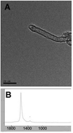 Graphical abstract: Respiratory exposure to single-walled carbon nanotubes induced changes in vascular homeostasis and the expression of peripheral blood related genes in a rat model