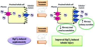 Graphical abstract: Amelioration of mercury nephrotoxicity after pharmacological manipulation of organic anion transporter 1 (Oat1) and multidrug resistance-associated protein 2 (Mrp2) with furosemide