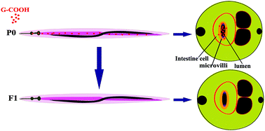 Graphical abstract: Toxicity evaluation and translocation of carboxyl functionalized graphene in Caenorhabditis elegans