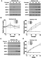 Graphical abstract: HIF-2α, acting via miR-191, is involved in angiogenesis and metastasis of arsenite-transformed HBE cells